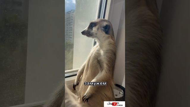 Соседи всегда всё знают ? #meerkat #cat #сурикотики #шпротик