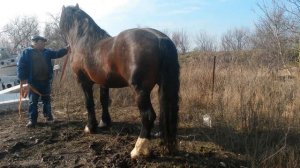 Продаем лошадей тяжеловозов разной породы 8938 109 69 99