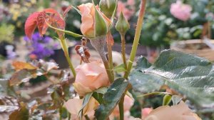 Роза Масора. Японские розы в Подмосковье