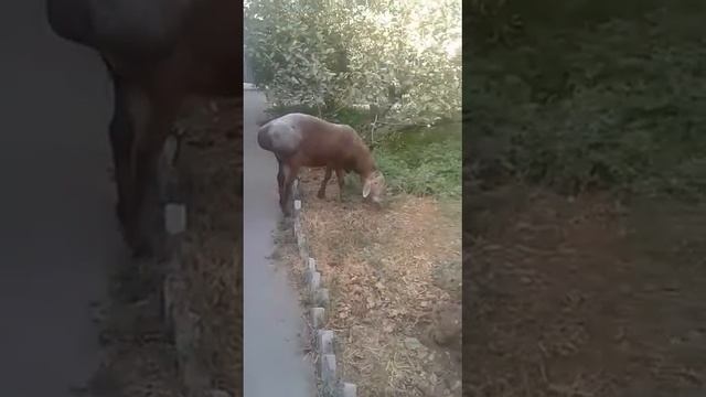 продаётся кочкор 2 года линия белоножки тел 0555333379 смотреть онлайн