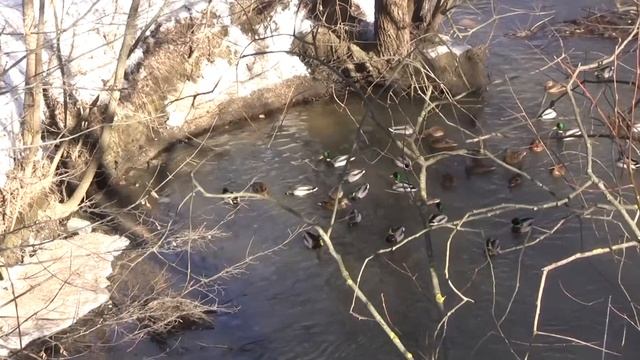 Кормление диких уток зимой. Как и чем правильно кормить диких уток. смотреть онлайн