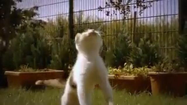 Прикольное видео про кошку в замедленной съмке смотреть онлайн