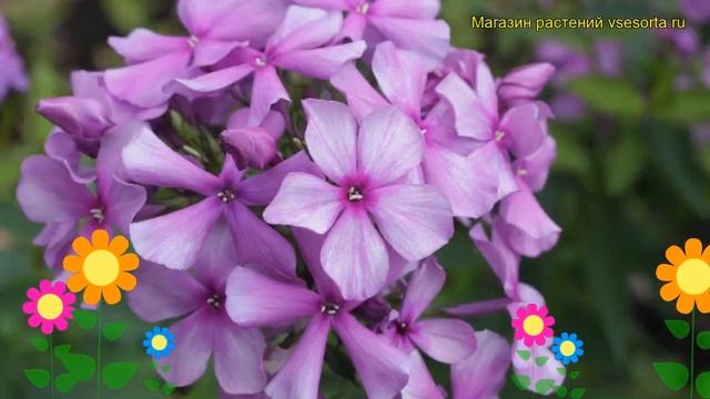 Флокс метельчатый Иван Сусанин. Краткий обзор, описание характеристик phlox paniculata Ivan Susanin смотреть онлайн