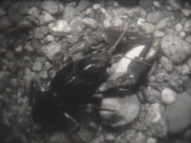 Биология. Животные. От рыб до птиц. Ракообразные