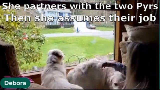 Review of Linda Michael's - Do No Harm Dog Training And Behavior Manual смотреть онлайн