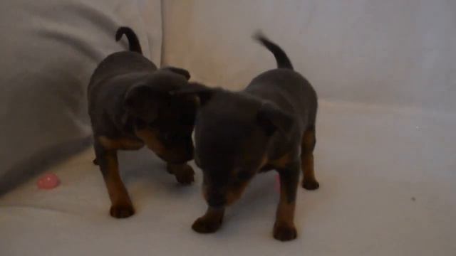 Голубо-подпалые девочки 1мес.1нед.  Продаются. Blue & Tan Girls