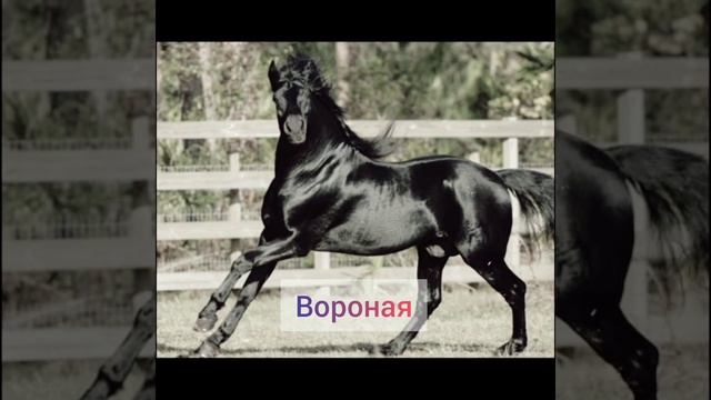 масти (расцветки) коней смотреть онлайн