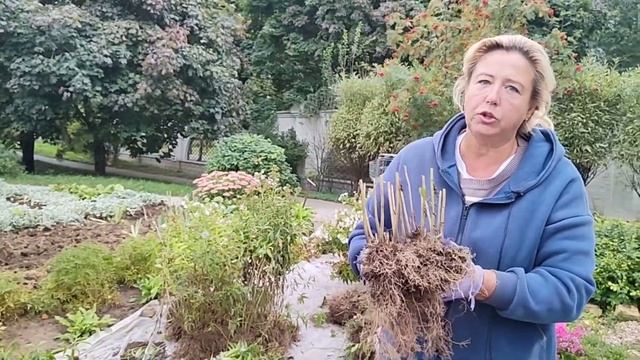 Флоксы.Срочно выкапываем, чистим,делим!Субботник 09.09.2023 смотреть онлайн