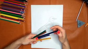 Как нарисовать синичку. Онлайн-школа рисования "Малевашки"