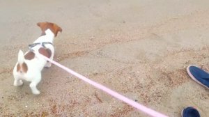 Джек-рассел-терьер первая прогулка.