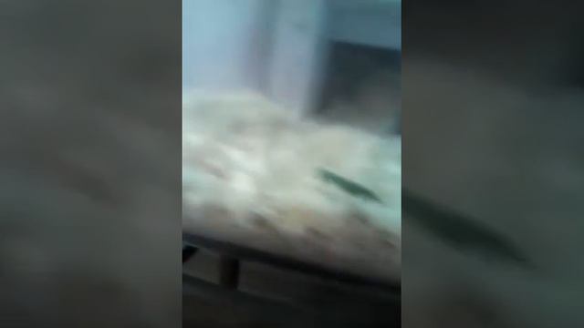 Мне подарили хомяка ! Шок👿 Хомяк прогрыз маме куртку не могли найти час!полина смотреть онлайн