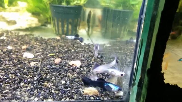 Гуппи Панда Слоновьи Уши (Guppy Panda), самцы и самки смотреть онлайн