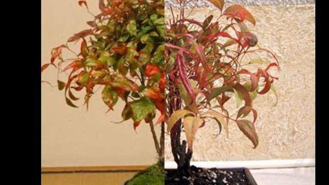 Invasive Species: Plants - Sacred Bamboo (Nandina domestica) смотреть онлайн