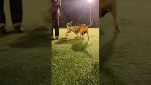 Главное! #щенки #друзья #снег #гуляем #радость #счастье #собаки #амстафф #корги #домашниеживотные смотреть онлайн