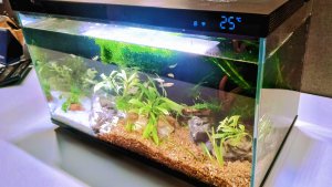 Запустил аквариум Xiaomi 20 л.