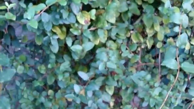 Жимолость японская смотреть онлайн