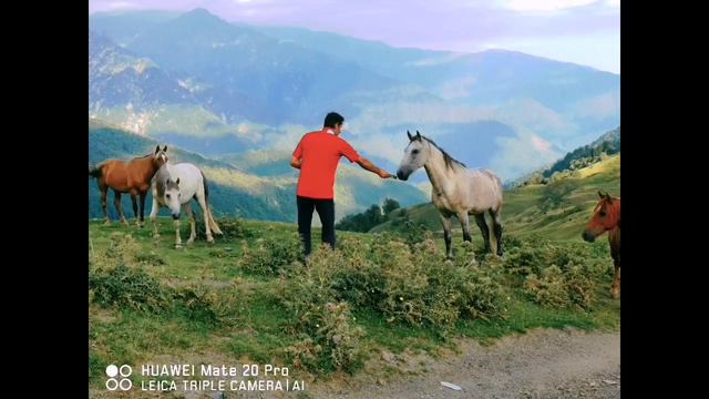 Pankisi პანკისი Панкиси