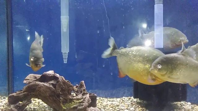 Red Belly Piranhas 5"-10" in size 75 gallon aquarium смотреть онлайн
