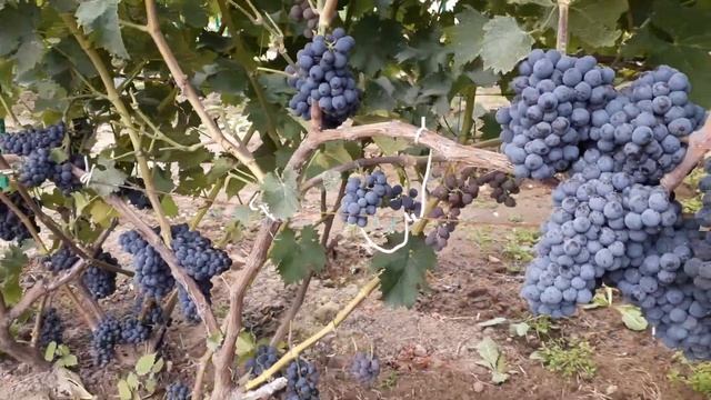 Каберне кортис. Технический виноград для средней полосы.