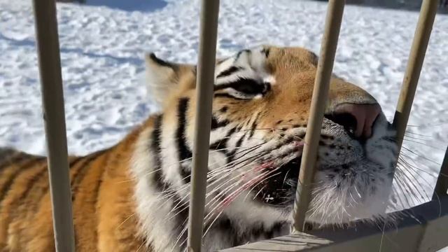 ПОКАЗАТЕЛЬНОЕ КОРМЛЕНИЕ ТИГРОВ !! ПАРК БЕЛЫЙ ЛЕВ / FEEDING OF TIGERS смотреть онлайн