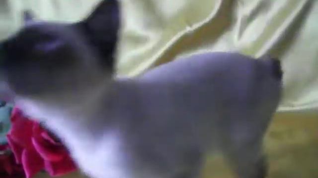 Меконгский бобтейл смотреть онлайн