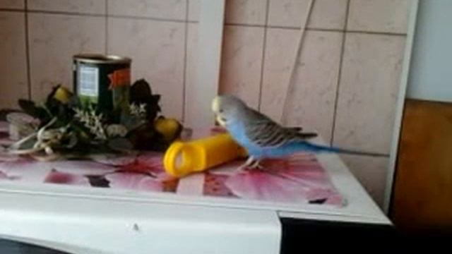 любовь попугая и зажигалки смотреть онлайн