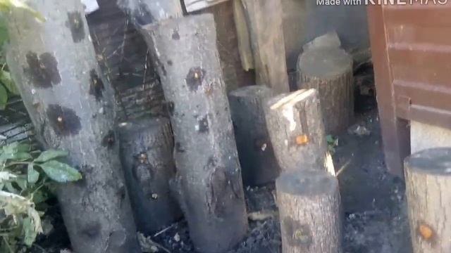 Грибные грядки на огороде! смотреть онлайн