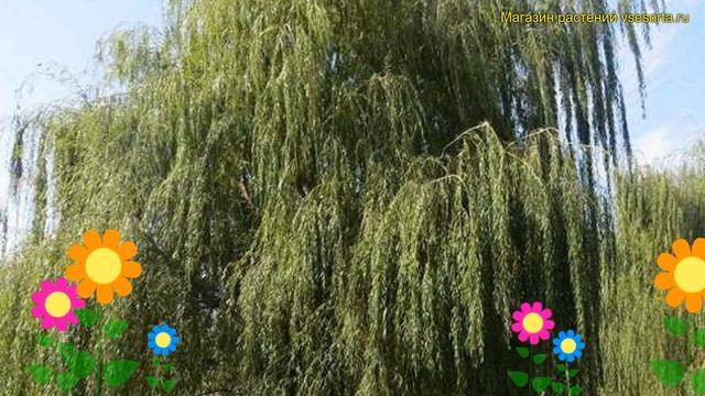 Ива гибридная Фантазия. Краткий обзор, описание характеристик, где купить саженцы salix x смотреть онлайн