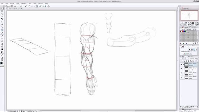 How To Foreshorten Muscles смотреть онлайн