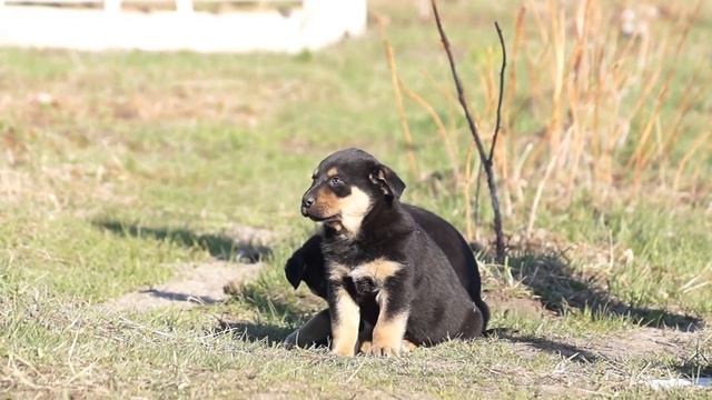 Отдам щенков 2. 066-201-57-29 смотреть онлайн