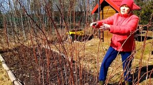 Как обрезать малину правильно.