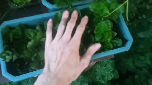 ВЫРАЩИВАНИЕ КАЛАНХОЭ ---ШИКАРНЫЙ БИЗНЕС ДЛЯ ДОМОХОЗЯЕК... смотреть онлайн