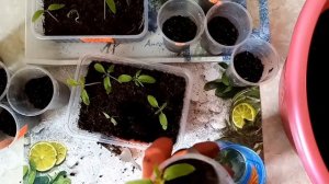 Как правильно пикировать томаты в стаканчики