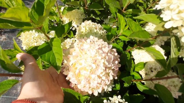 Гортензия метельчатая Коттон крем смотреть онлайн