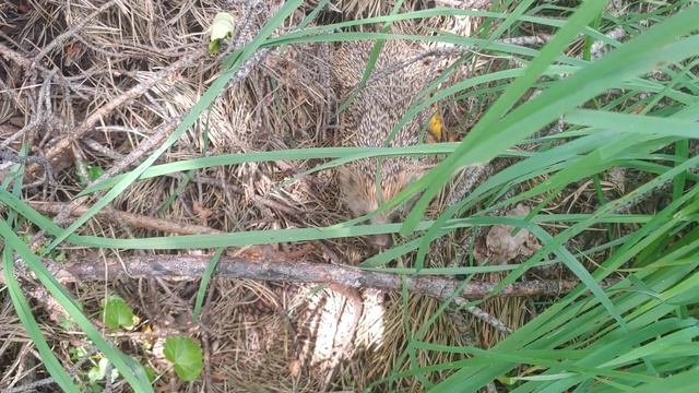 Дикому Ёжику нравится у меня в руках | Вернул дикого Ёжика к своей Матери смотреть онлайн