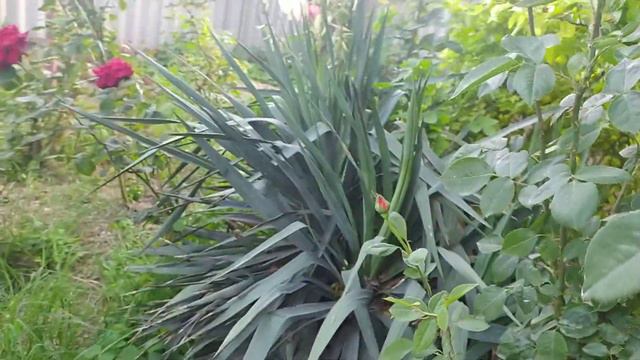 ЦВЕТОЧНАЯ ФЕЕРИЯ!!! 4 ИЮНЯ 2022 г.РАСЦВЕЛА КРАСАВИЦА-ЮККА!!!ЖИЗНЬ НА ЮГЕ! смотреть онлайн