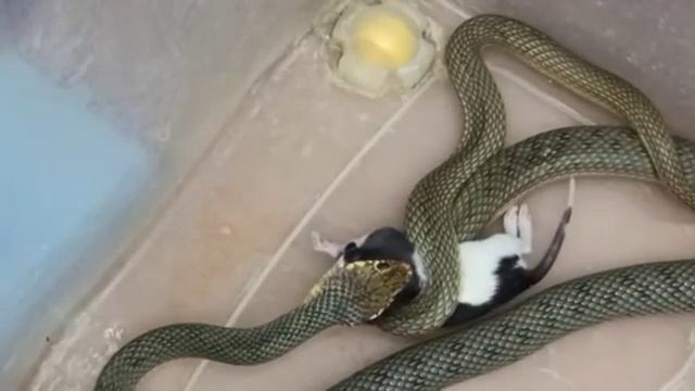 СЛАБОНЕРВНЫМ НЕ СМОТРЕТЬ!!! Крупный кормовой объект для полоза. смотреть онлайн