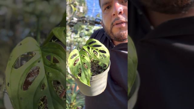 Alocasias. Mi colección privada de alocasias exóticas смотреть онлайн