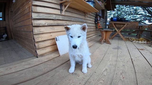 Если это не переобучить будет Попа. ИСтерика и тряска от еды. смотреть онлайн