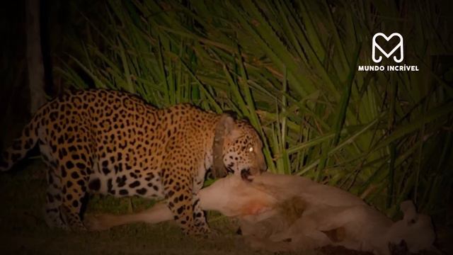 É POR ISSO QUE OS FAZENDEIROS ODEIAM AS ONÇAS смотреть онлайн