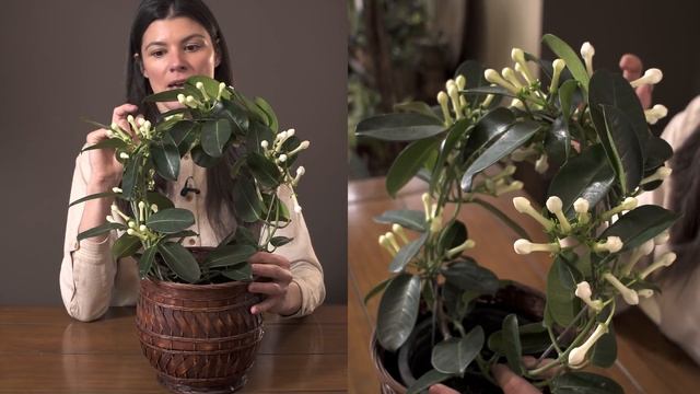Dregea / Marsdenia / Stephanotis floribunda (Hawaiian Wedding Vine) Houseplant Care — 242 of 365 смотреть онлайн