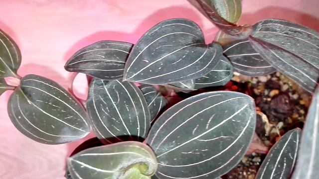 Орхидея Лудизия с одного черенка смотреть онлайн