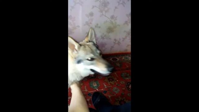 Волчьи разговоры смотреть онлайн