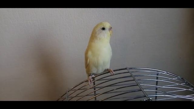 Грибной суп с шампиньонами