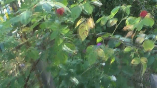 Цветение роз на дачном участке смотреть онлайн