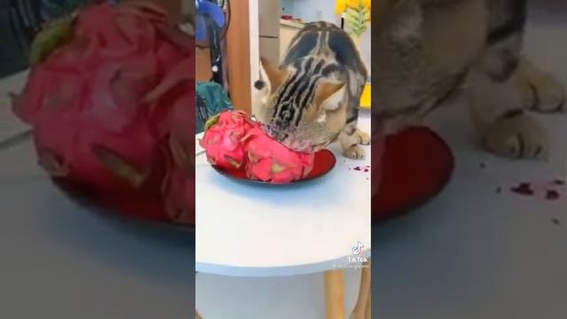 Самый голодный кот ...😛😜😝😂🙏 смотреть онлайн