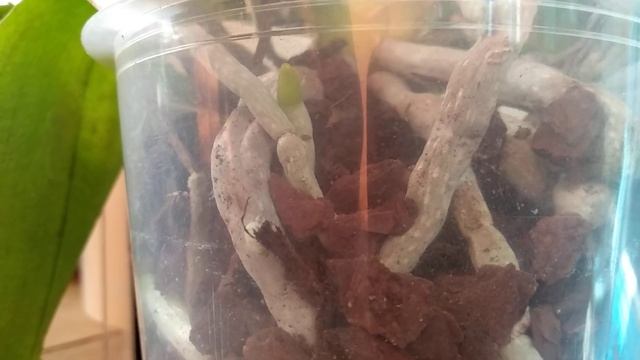 ПРОТИРАЙ орхидеи ЭТИМ! КОРНИ орхидеи ОКРЕПНУТ! листья орхидеи БЛЕСТЯТ! орхидеи ЦВЕТОНОС выпустят! смотреть онлайн