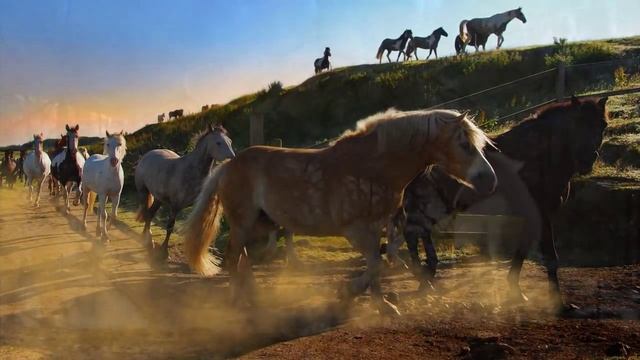 Кони Красивые смотреть онлайн