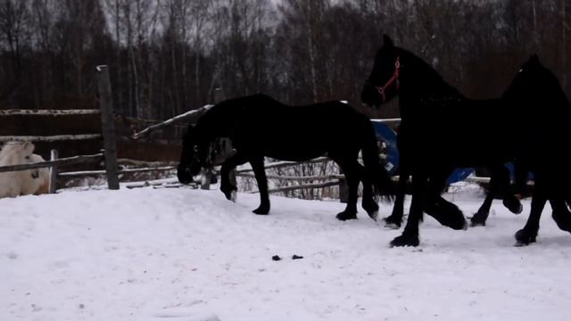ФРИЗСКИЕ ЛОШАДИ ГУЛЯЮТ смотреть онлайн