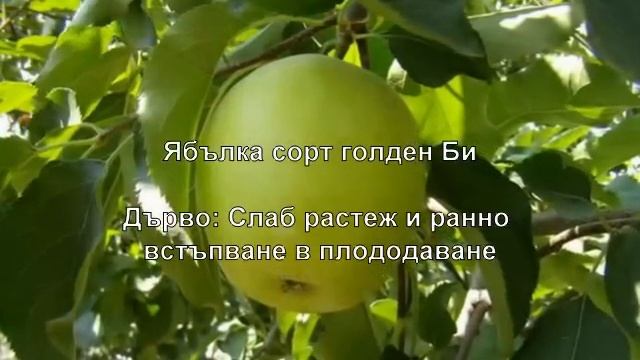Ябълка сорт Голден Би (Сортове Ябълки) Разсад Фиданки Дръвчета - Овощен Разсадник Елит смотреть онлайн